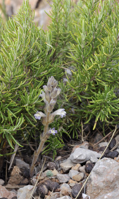 Orobanche rosmarinus with host.1.jpg