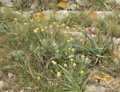 Helichrysum stoechas.jpg