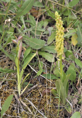 Orchis anthropophora together with Serapias parviflora.