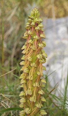 Orchis anthropophora. Closer.
