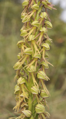 Orchis anthropophora. Closer.