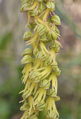 Orchis anthropophora. Close-up.