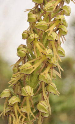 Orchis anthropophora. Close-up.