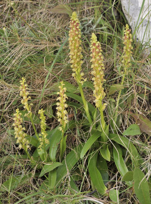 Orchis anthropophora
