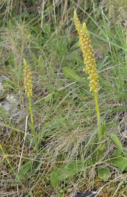 Orchis anthropophora