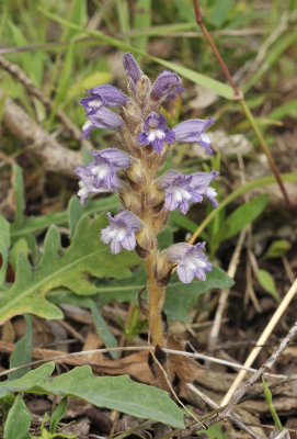 Orobanche ramosa.jpg