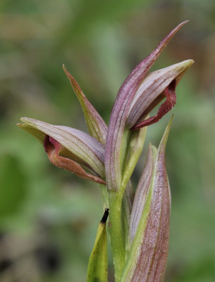 Serapias parviflora. Close-up.2.jpg