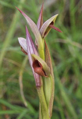 Serapias parviflora. Close-up.jpg