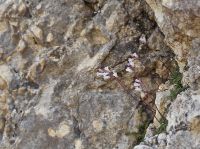 Brimeura duvigneaudii in habitat.jpg