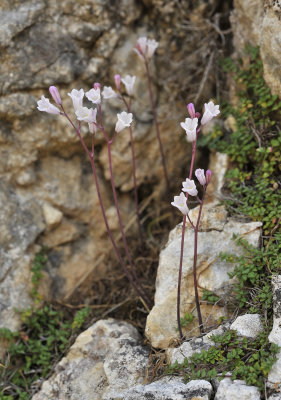 Brimeura duvigneaudii.3.jpg