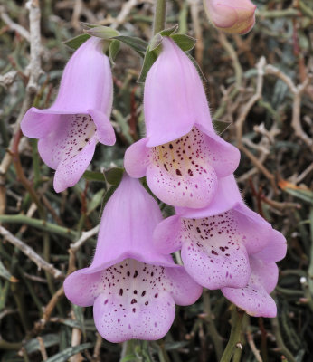 Digitalis minor. Close-up.jpg