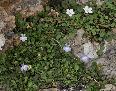 Endemic dwarf vegetation. 2.jpg