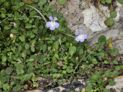 Endemic dwarf vegetation. 3.jpg