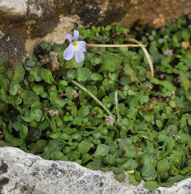 Endemic dwarf vegetation. 4.jpg