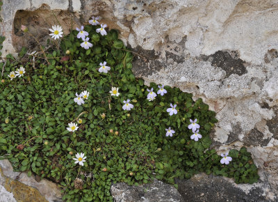 Endemic dwarf vegetation. 5.jpg