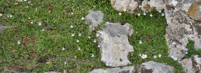 Endemic dwarf vegetation. 6.jpg