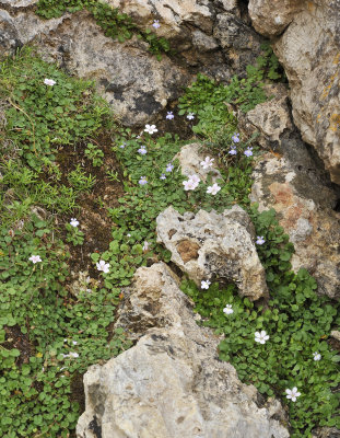 Endemic dwarf vegetation.jpg