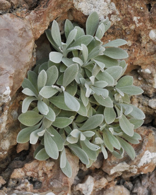 Helichrysum crassifolium. Foliage.jpg