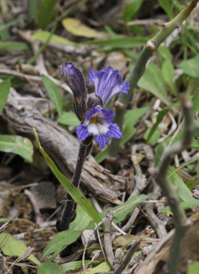 Orobanche rosmarinus.2.jpg