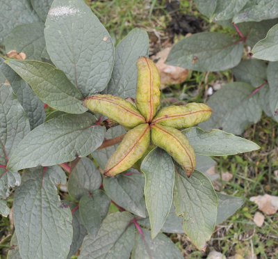 Paeonia cambessedesii. Fruit.jpg