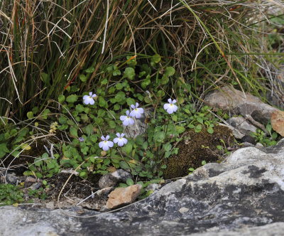 Solenopsis balearica. 5.jpg