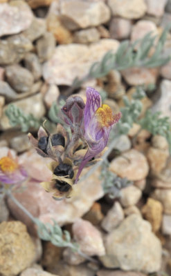 Linaria aeruginea subsp. pruinosa. Closer.2.jpg