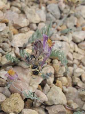 Linaria aeruginea subsp. pruinosa. Closer.jpg