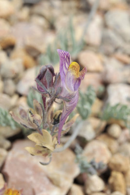 Linaria aeruginea subsp. pruinosa. Close-up.2.jpg