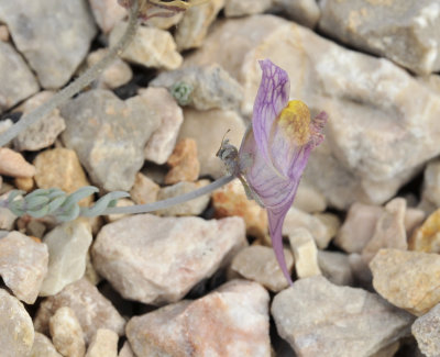 Linaria aeruginea subsp. pruinosa. Close-up.jpg