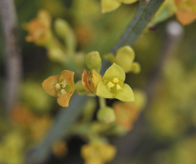 Osyris alba, Close-up.2.jpg