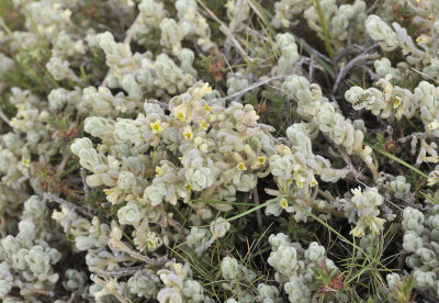 Thymelaea velutina.jpg