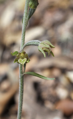 Epipactis microphylla. Close-up.