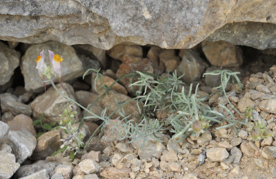Linaria aeruginea subsp. pruinosa.2.jpg