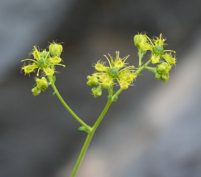 Ruta angustifolia