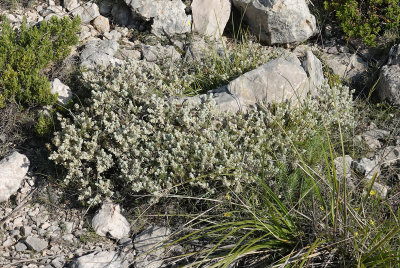 Thymelaea velutina.jpg