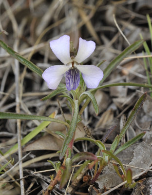 Viola arborescens. Closer.jpg