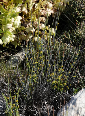 Osyris alba.  With Helleborus foetidus.jpg