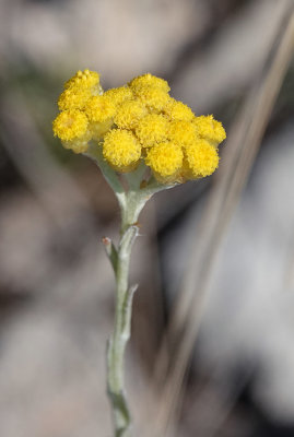 Helychrysum stoechas. Close-up.jpg