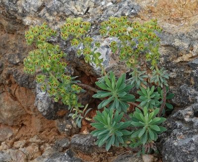 Euphorbia characias.jpg