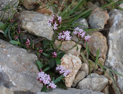 Fedia cornucopiae.jpg