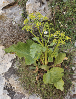 Pastinaca lucida.jpg