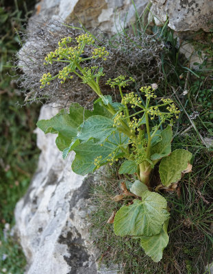Pastinaca lucida.jpg