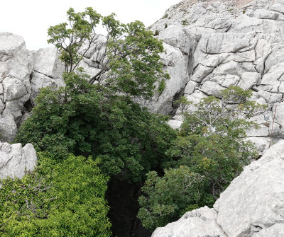 Acer granatense. In habitat.2.jpg