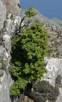 Acer granatense.jpg
