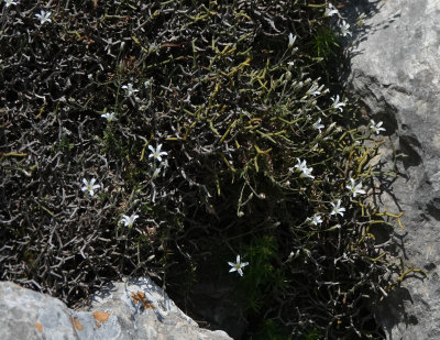 Arenaria grandiflora subsp. glabrescens hidden in a Smilax aspera.jpg