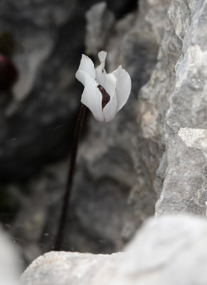 Cyclamen balearicum.jpg