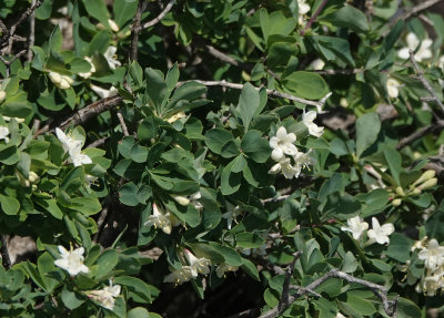 Lonicera pyrenaica subsp. majoricensis. Closer.2.jpg