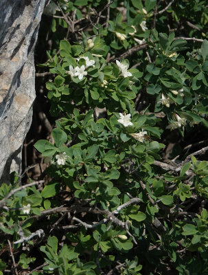 Lonicera pyrenaica subsp. majoricensis. Closer.jpg