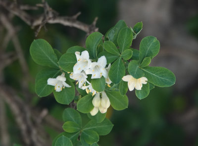 Lonicera pyrenaica subsp. majoricensis. Close-up.jpg