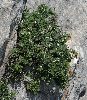 Lonicera pyrenaica subsp. majoricensis.1.jpg